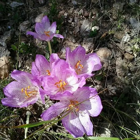 Oikia Alexandrou Traditional Arnea