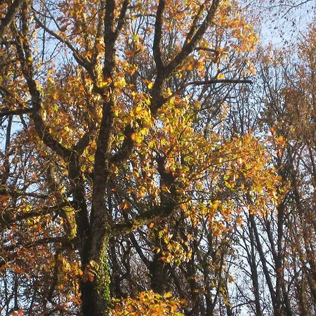 Oikia Alexandrou Traditional