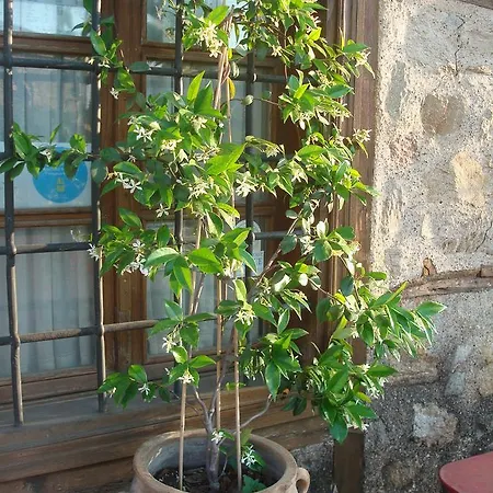 οικία αλεξάνδρου παραδοσιακός Πανδοχείο 3*